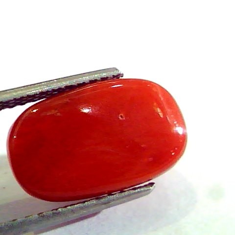 8.18 Ct Untreated Natural Premium Italian Red Coral AAAAA