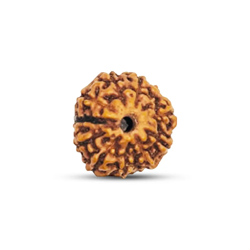 10 Mukhi Indonesian Rudraksha Natural and Certified 10 Mukhi Indonesian Rudraksha Natural and Certified