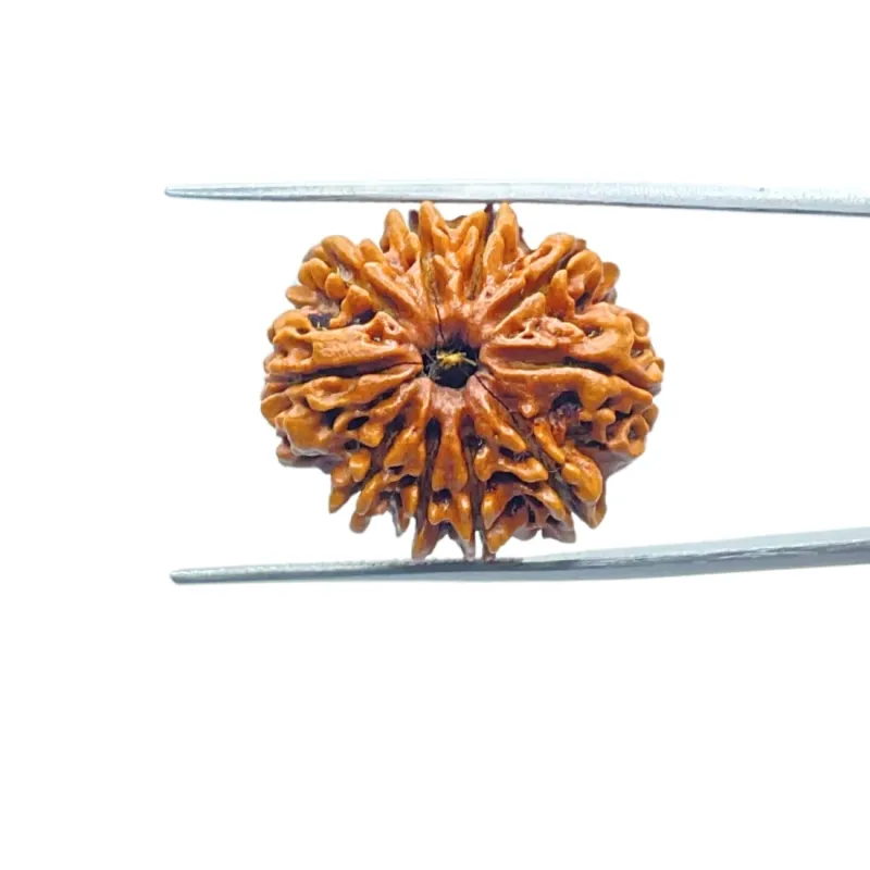 10 Mukhi Nepali Rudraksha Natural and Certified 10 Mukhi Nepali Rudraksha Natural and Certified