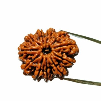 11 Mukhi Nepali Rudraksha Natural and Certified
