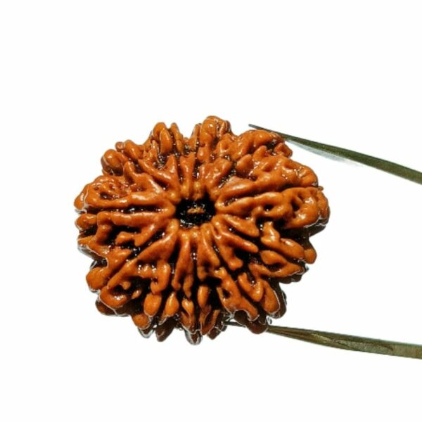11 Mukhi Nepali Rudraksha Natural and Certified 11 Mukhi Nepali Rudraksha Natural and Certified