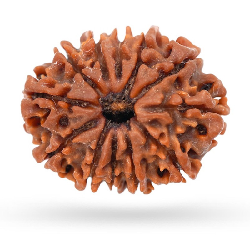 12 Mukhi Nepali Rudraksha Natural and Certified