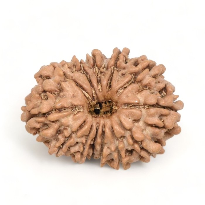 13 Mukhi Nepali Rudraksha Natural and Certified