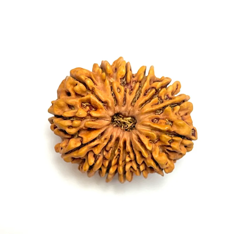 14 Mukhi Nepali Rudraksha Natural and Certified