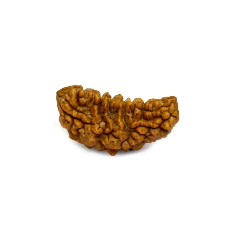 1 Mukhi Nepali Rudraksha Natural and Certified 1 Mukhi Nepali Rudraksha Natural and Certified