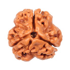 3 Mukhi Nepali Rudraksha Natural and Certified