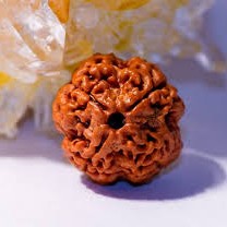 4 Mukhi Nepali Rudraksha Natural and Certified 4 Mukhi Nepali Rudraksha Natural and Certified
