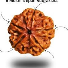 5 Mukhi Nepali Rudraksha Natural and Certified 5 Mukhi Nepali Rudraksha Natural and Certified