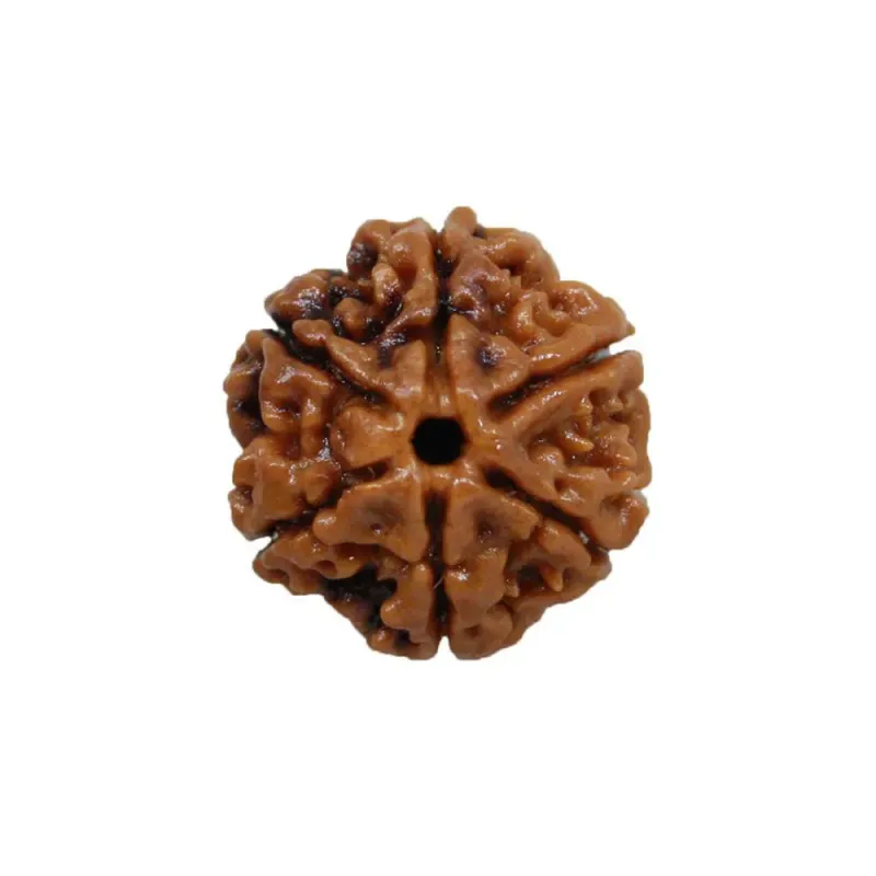 6 Mukhi Nepali Rudraksha Natural and Certified