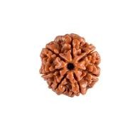 7 Mukhi Nepali Rudraksha Natural and Certified