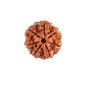 7 Mukhi Nepali Rudraksha Natural and Certified