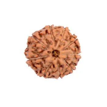 9 Mukhi Indonesian Rudraksha Natural and Certified