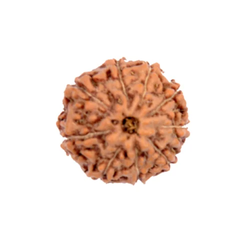 9 Mukhi Indonesian Rudraksha Natural and Certified 9 Mukhi Indonesian Rudraksha Natural and Certified