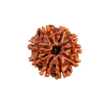9 Mukhi Nepali Rudraksha Natural and Certified