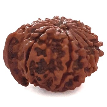 Ganesh Mukhi Nepali Rudraksha Natural and Certified