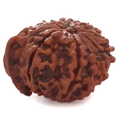 Ganesh Mukhi Nepali Rudraksha Natural and Certified Ganesh Mukhi Nepali Rudraksha Natural and Certified