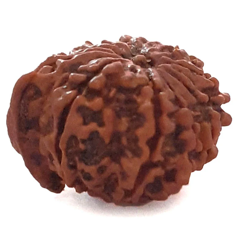 Ganesh Mukhi Nepali Rudraksha Natural and Certified Ganesh Mukhi Nepali Rudraksha Natural and Certified