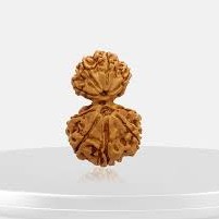 Garbh Gauri Shankar Nepali Rudraksha Natural and Certified