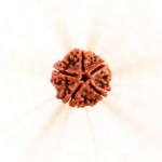 1 - 21 Mukhi Rudraksha