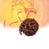 Ganesh Mukhi Rudraksh