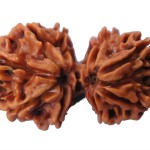 Gauri Shankar Rudrakhsha