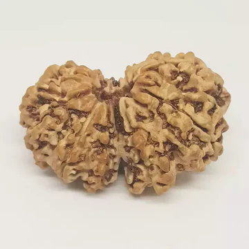 Gauri Shankar Nepali Rudraksha Natural and Certified
