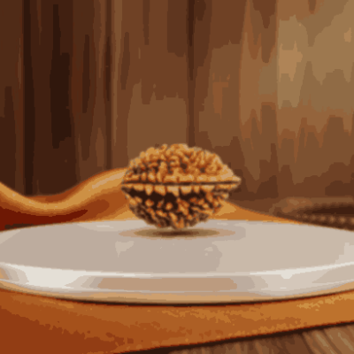 2 Mukhi Nepali Rudraksha Natural and Certified 2 Mukhi Nepali Rudraksha Natural and Certified