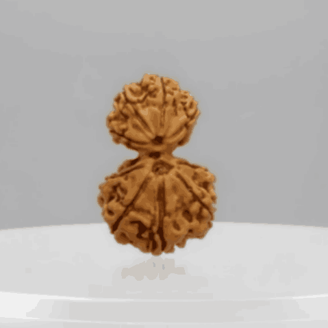 Garbh Gauri Shankar Nepali Rudraksha Natural and Certified Garbh Gauri Shankar Nepali Rudraksha Natural and Certified
