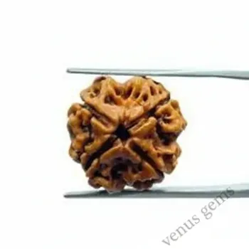 4 Mukhi Nepali Rudraksha Natural and Certified