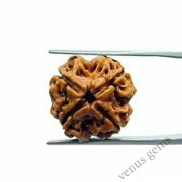 4 Mukhi Nepali Rudraksha Natural and Certified