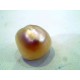 Huge 10.33 Ct Certified Natural Real Venunjula Pearl,Real moti