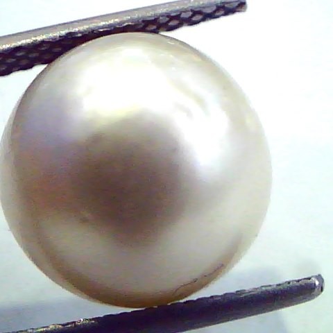 Huge 12.10 Carat Natural Certified Real South Sea Pearl,Certified Moti