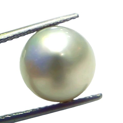 Huge 12.34 Ct Natural Certified Real South Sea Pearl Certified Moti Huge 12.34 Ct Natural Certified Real South Sea Pearl Certified Moti