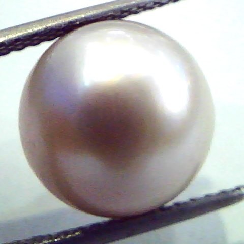Huge 12.55 Carat Natural Certified Real South Sea Pearl,Certified Moti