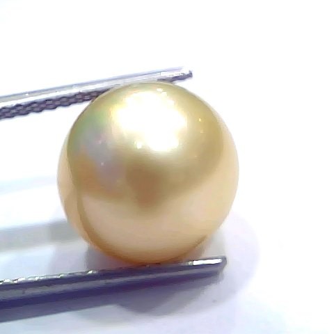 Huge 14.45 Ct Natural Certified Real South Sea Pearl Certified Moti