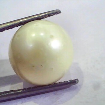 Huge 15.71 Carat Natural Certified Real South Sea Pearl,Certified Moti