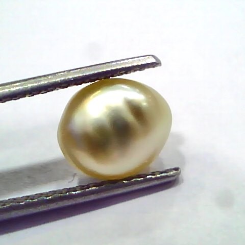 2.44 Ct Certified Natural Venunjula Real Sea Pearl, Real Moti