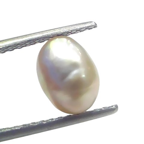 2.51 Ct Certified Natural Venunjula Real Sea Pearl Real Moti For Moon 2.51 Ct Certified Natural Venunjula Real Sea Pearl Real Moti For Moon