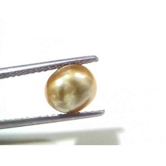 3.00 Ct Certified Natural Venunjula Real Sea Pearl, Real Moti