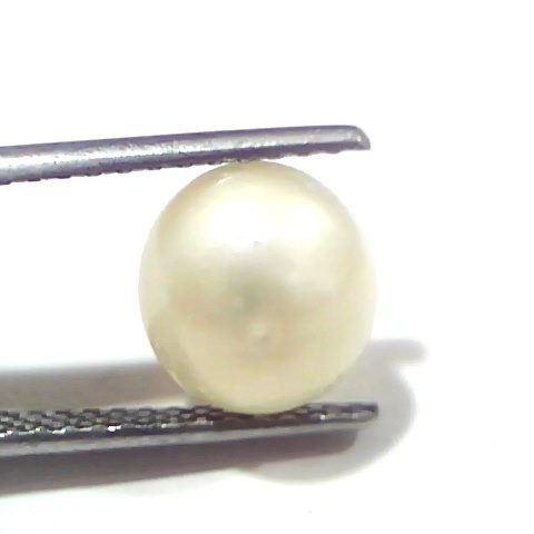 3.50 Ct Certified Natural Venunjula Real Sea Pearl, Real Moti