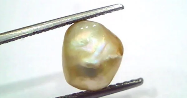 3.95 Ct Certified Natural Venunjula Real Sea Pearl, Real Moti