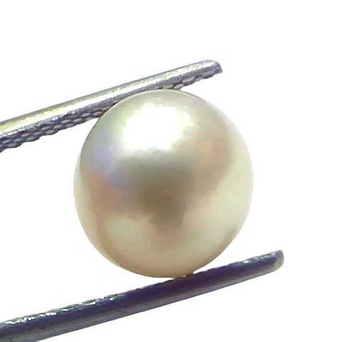 5.29 Ct Natural Certified Real South Sea Pearl Certified Moti 5.29 Ct Natural Certified Real South Sea Pearl Certified Moti