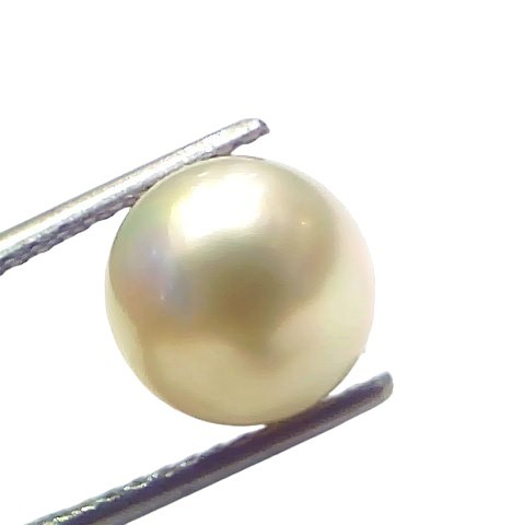 6.27 Ct Natural Certified Real South Sea Pearl Certified Moti 6.27 Ct Natural Certified Real South Sea Pearl Certified Moti
