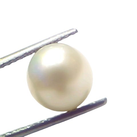 6.52 Ct Natural Certified Real South Sea Pearl Certified Moti 6.52 Ct Natural Certified Real South Sea Pearl Certified Moti
