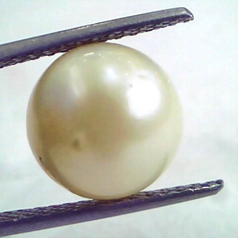 8.53 Carat Natural Certified Real South Sea Pearl,Certified Moti
