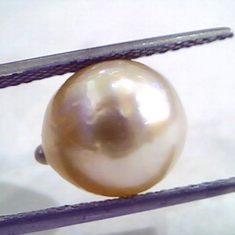 8.77 Carat Natural Certified Real South Sea Pearl,Certified Moti