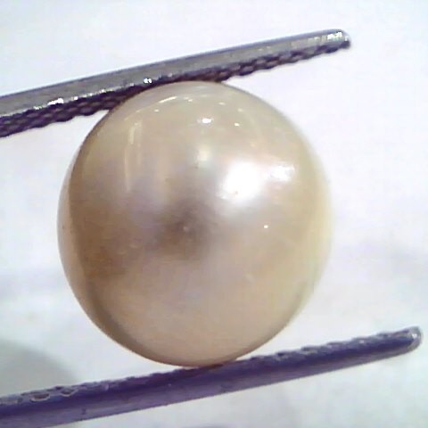 9.84 Carat Natural Certified Real South Sea Pearl,Certified Moti