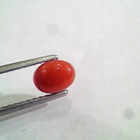 1.33 Carat Natural Italian Red Coral Moonga Gemstone AAAA