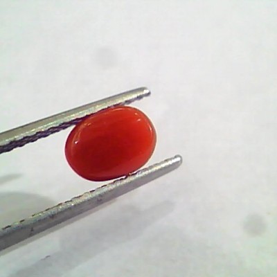 1.42 Carat Natural Italian Red Coral Moonga Gemstone AAAA