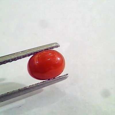 1.42 Carat Natural Italian Red Coral Moonga Gemstone AAAA